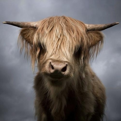 Animal Photography by David Boni | Professional Photography Blog #inspiration #photography #animal