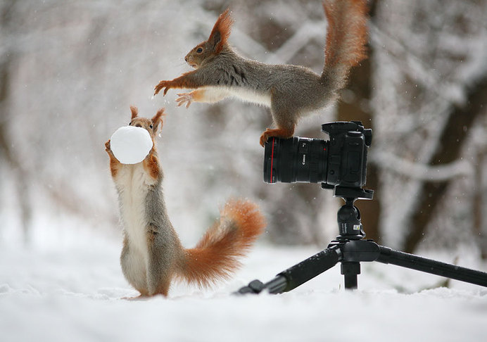 Adorable Squirrel Poses Photography by Vadim Trunov #animal photography #cutest poses