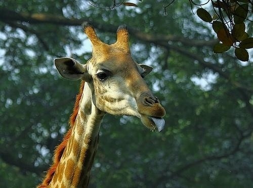 Animal Photography by Quazi Ahmed Hussain | Professional Photography Blog #inspiration #photography #animal