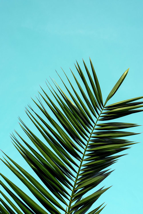 Xuebing DU #green #plant #photography