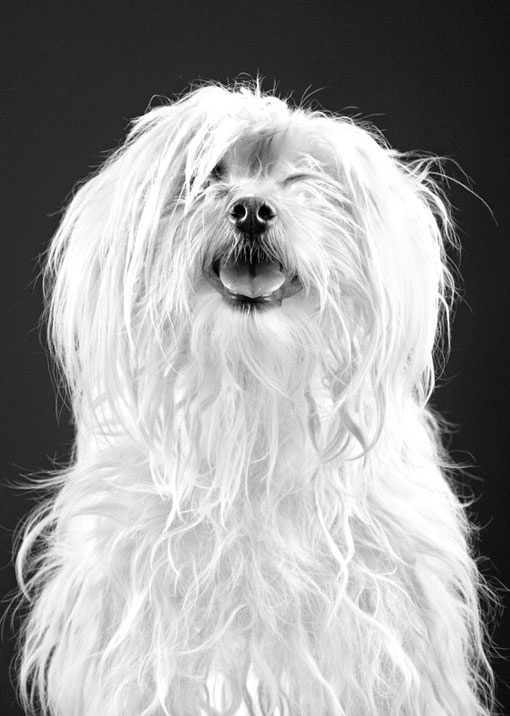 Design Work Life » cataloging inspiration daily #dog