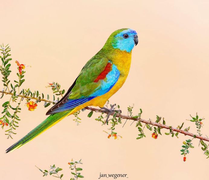 #birdsofaustralia: Adorable Bird Photography by Jan Wegener