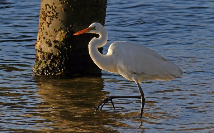 Eastern Great Egret - Photo #5 - Beautiful Free Stock Photos