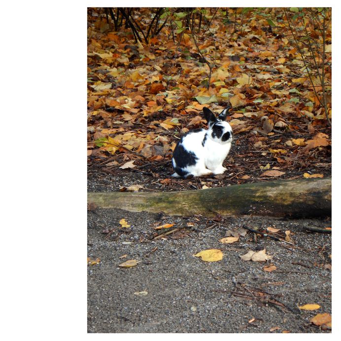 xmas vs. easter PHOTOGRAPHIE© [ catrin mackowski ]