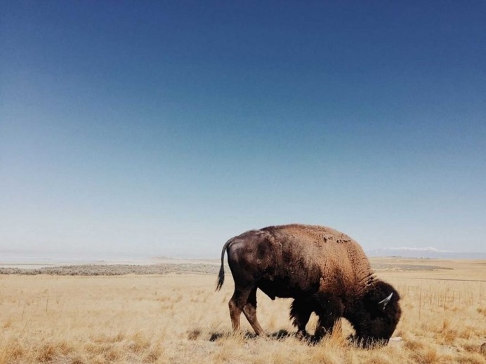 Davis Bell, Bison at Antelope Island