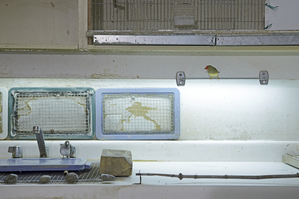 Foragepress.com | Jeremy Kohm #photography #light #illuminated #bird