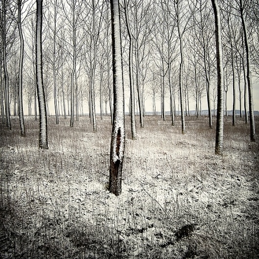 Woods #woods #snow #photography #minimal #trees