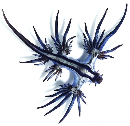 File:Glaucus atlanticus 1 cropped.jpg - Wikipedia, the free encyclopedia #blue #sea #slug