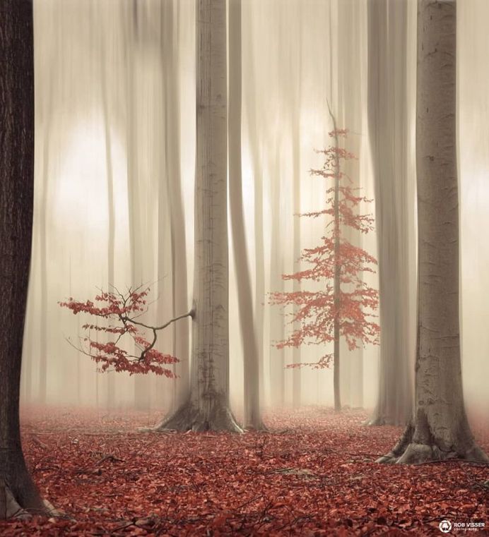 Mystical and Fine Art Forest Photography by Rob Visser
