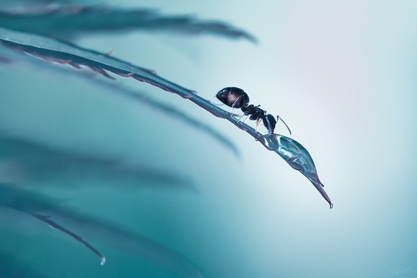 Fabien Bravin #inspiration #photography #macro