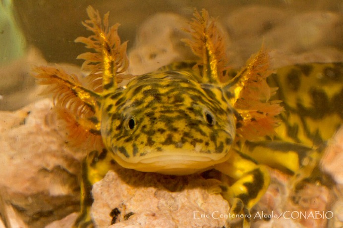 ECA0147 Ambystoma rosaceum.t54510580.m2400.wConabioCornerCopy.jpg.xPsLdGUNPYIfmbtFAmc8v-zZv1H5iyMczovpo09FXW0w.jpg (2400×1603)