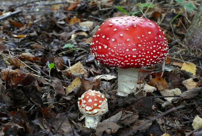 Fly agaric - Photo #18 - Beautiful Free Stock Photos