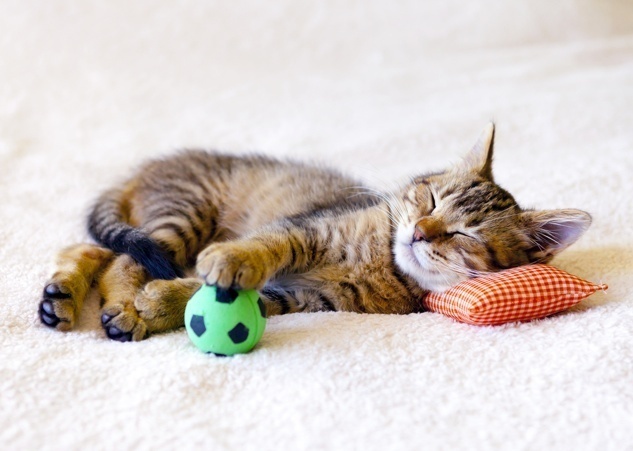 How to Create a Personalized Space for Your Pet