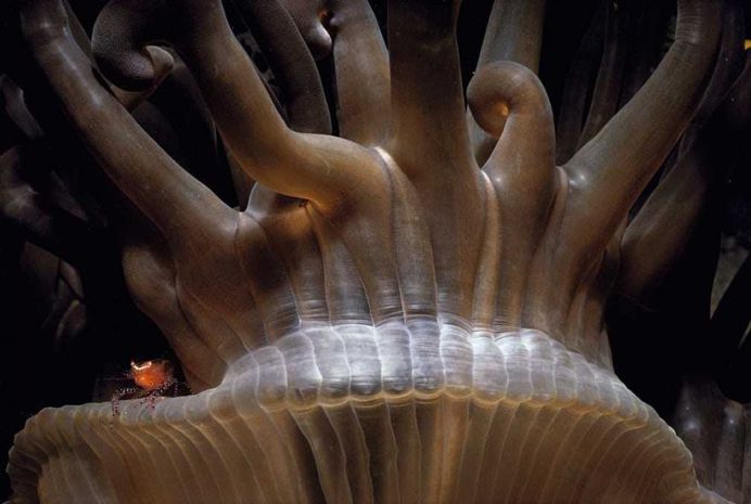 The ornate and the magnificent by Jeff Rotman