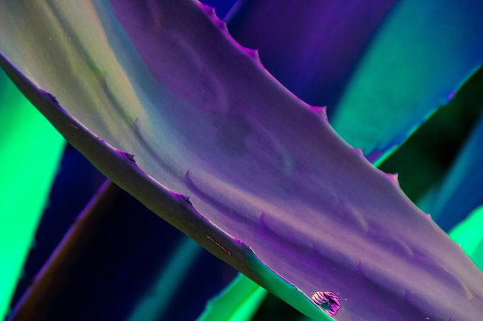 Dream of Agave Photography - Mindsparkle Mag