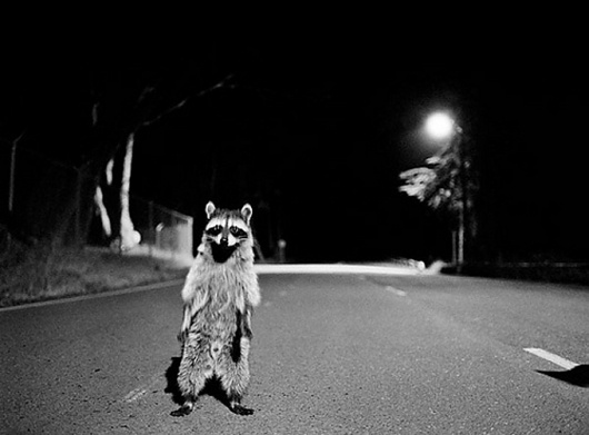 FOTO DEL DÍA #animal