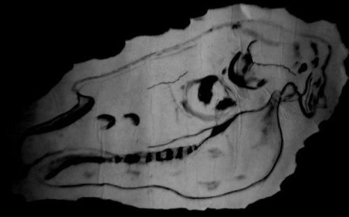 VINCENT #skull #horse