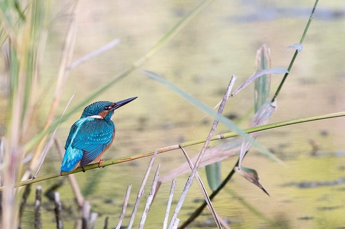 #bird_brilliance: Smashing Birds Photography by Christian Ljunggren