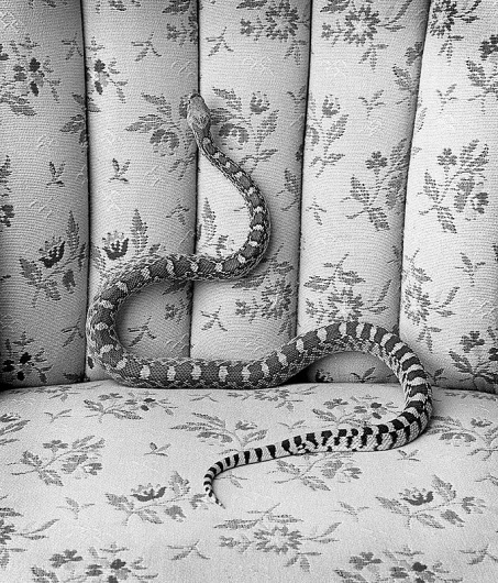 Bull Snake on Sofa .jpg (685×800) #sofa #blackwhite #snake