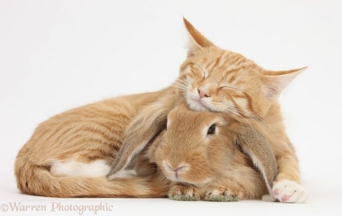 Mark Taylor Captures Hilarious Photos Of Pets Sharing The Same Colors