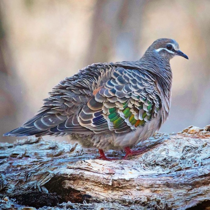 Birds of Australia: Beautiful Birds Photography by Barry Baker