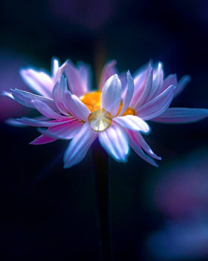 #splendid_flowers: Beautiful Flowers Photography by Hege Odegard