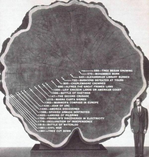 viaÂ dannygronerportfolio #photography #tree #timeline