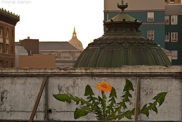 Weeds by Mona Caron #art #street