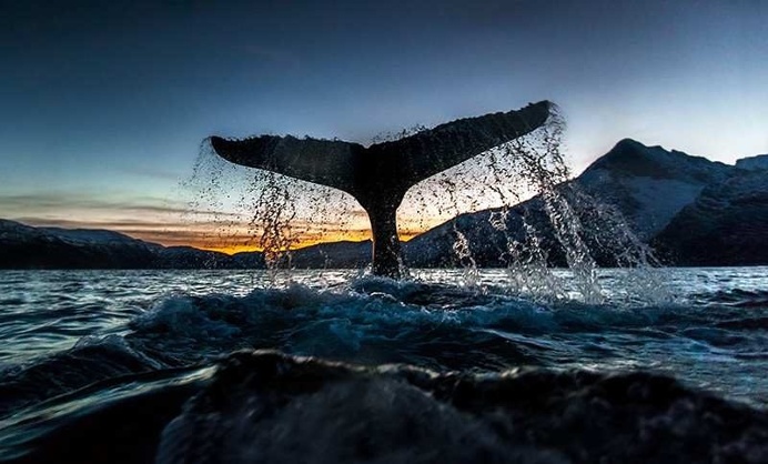 Audun Rikardsen Captures Magnificent Whales on The Arctic Side of The World