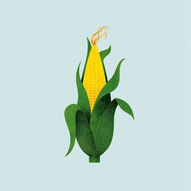#illustration #corn
