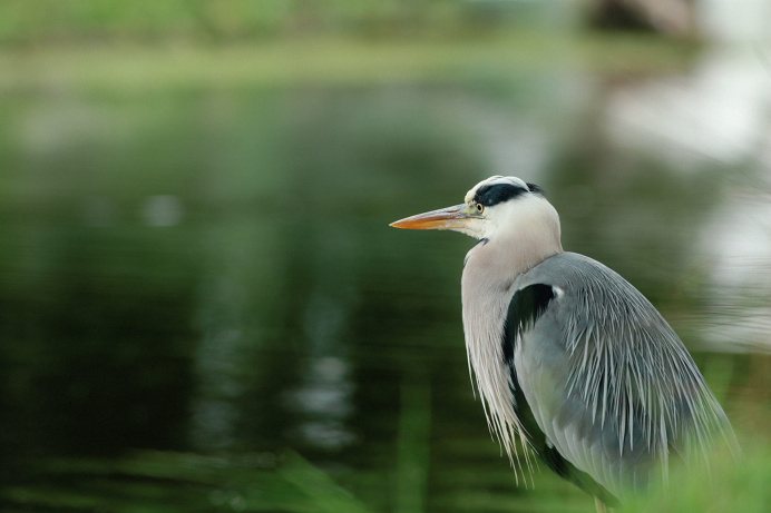 Heron Looking for Lunch