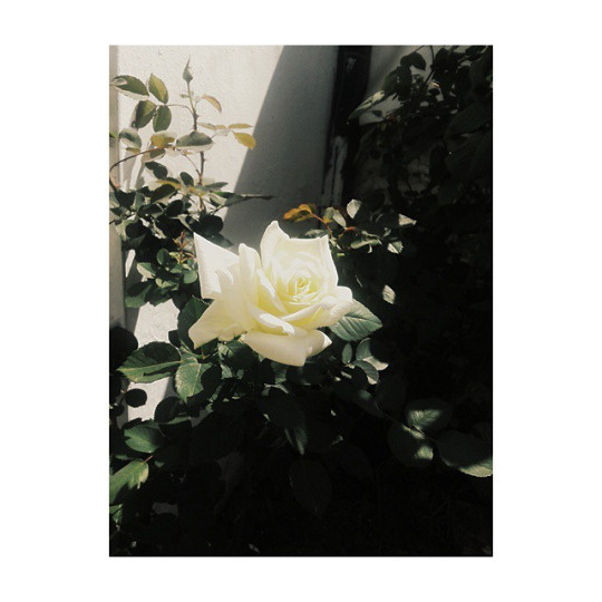 Tumblr #sun #rose #photo #flower #light
