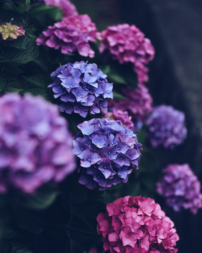 Beautiful Japanese Flowers Photos by Kaori Tanimoto