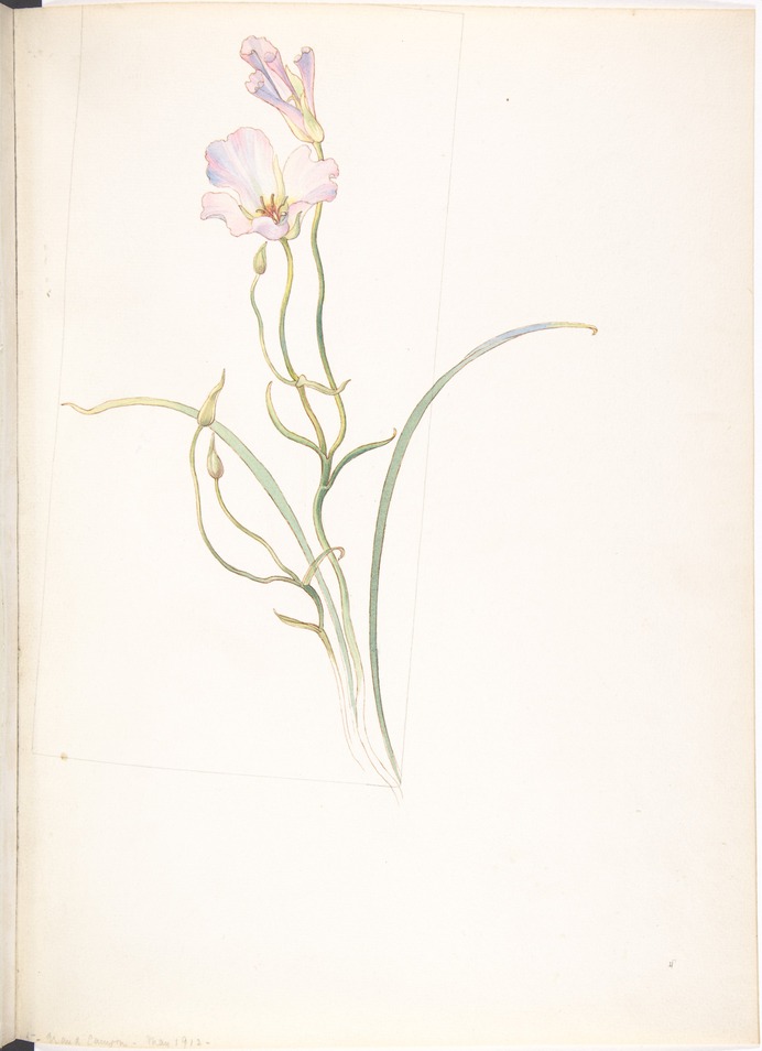 Calochortus_Nuttalli_MET_DP808528.jpg (2857×3941)
