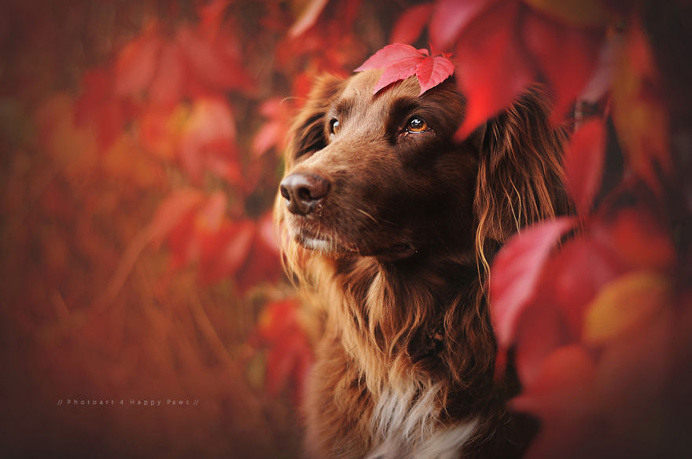 Photographer Captures Soulful Portraits Of Dogs In Austrian Wilderness #dog #animals #photography #portrait