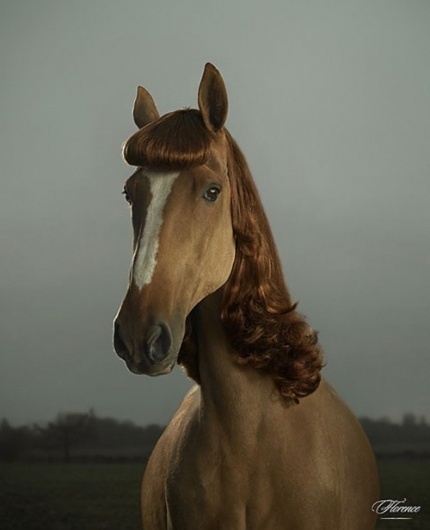 Julian Wolkenstein - BOOOOOOOM! - CREATE * INSPIRE * COMMUNITY * ART * DESIGN * MUSIC * FILM * PHOTO * PROJECTS #photography #horse