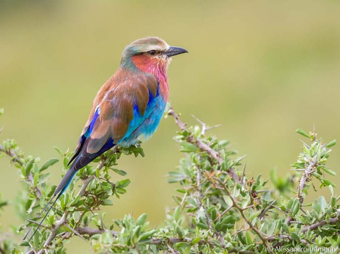 #birdwatching: Wonderful Bird Photography by Alessandro Tramonti