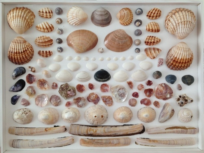 SUBMISSION: Shells by Stephanie Viets #organized #summer