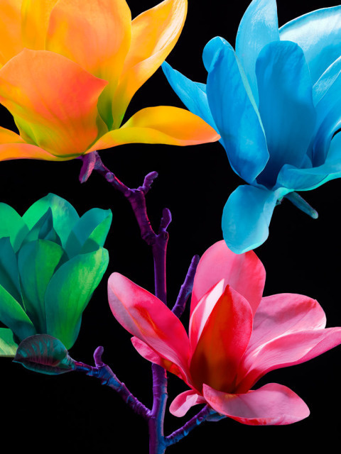 Torkil Gudnason | PICDIT #photo #color #photography #art #flowers