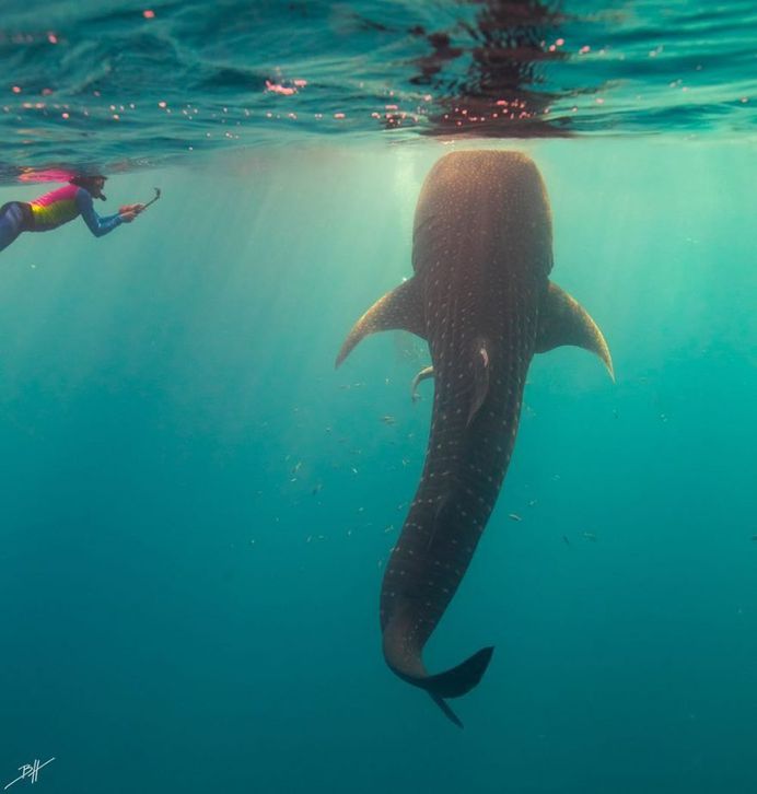Striking Underwater Photography by Ben Hicks