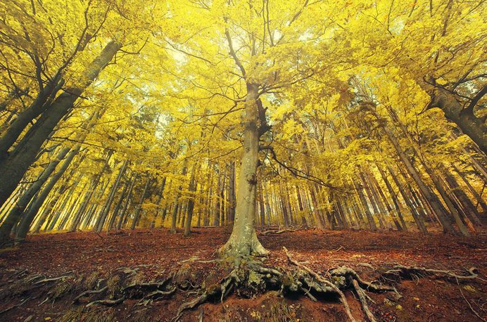 Radiant autumn forest photo poster print yellow trees image 0