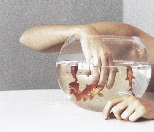 Likes | Tumblr #goldfish #hand #water