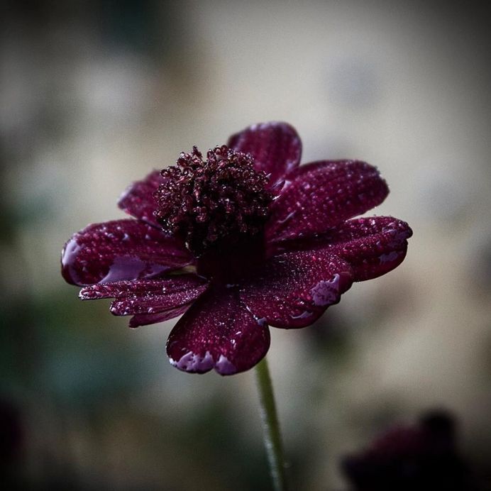 Breathtaking Beauty of Flowers: Close-Up Photography by Anne Wehner