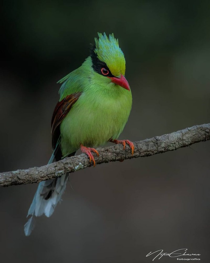 Birds of India: Majestic Birds Photography by Nitin A.Chavan