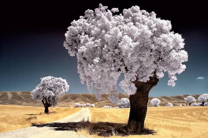 Beautiful Infrared Landscape Photography by Marta Borreguero