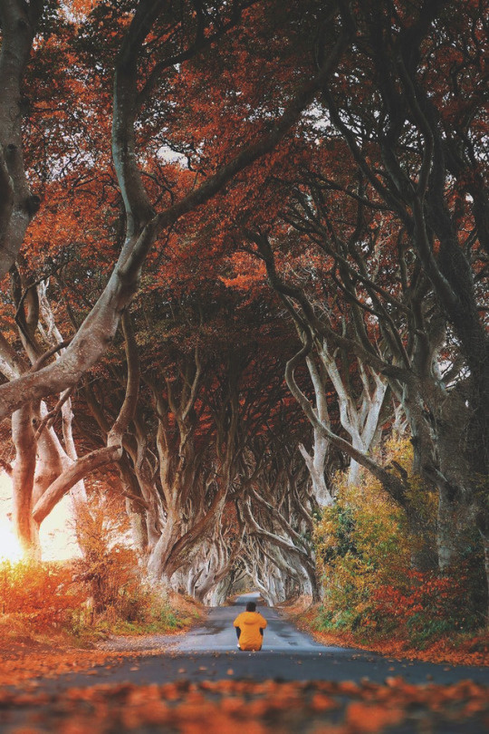 Autumn in Dark Hedges, Northern Ireland