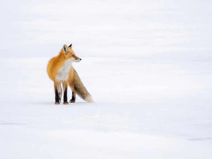 Breathtaking Portraits of Wild Animals by Kevin Biskaborn