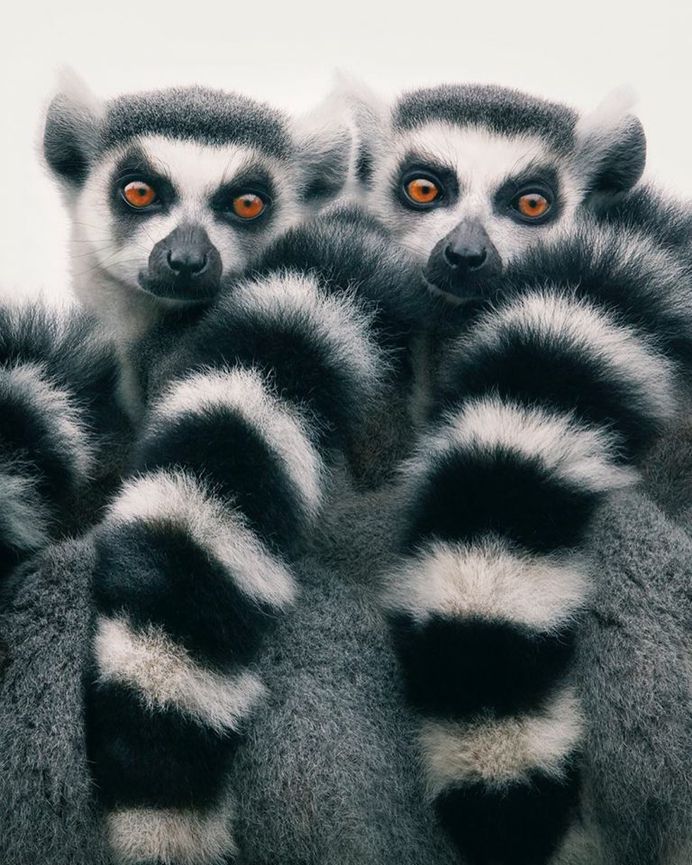 Magnificent Wild Animals Portrait Photography by Tim Flach