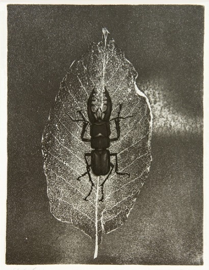 9+ye+hoe+1970.png (448×578) #bug
