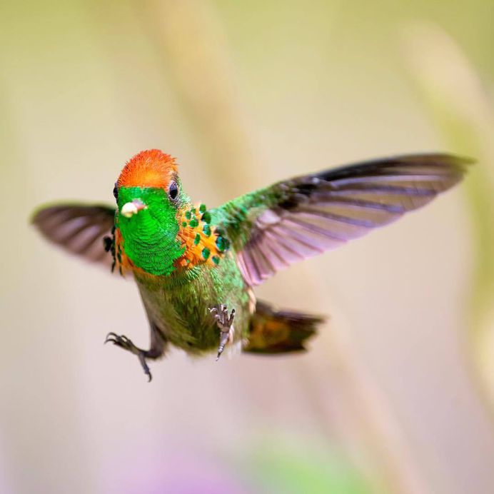 Photogrist Photo Tumblr — Bird Photography by Damilice Mansur
